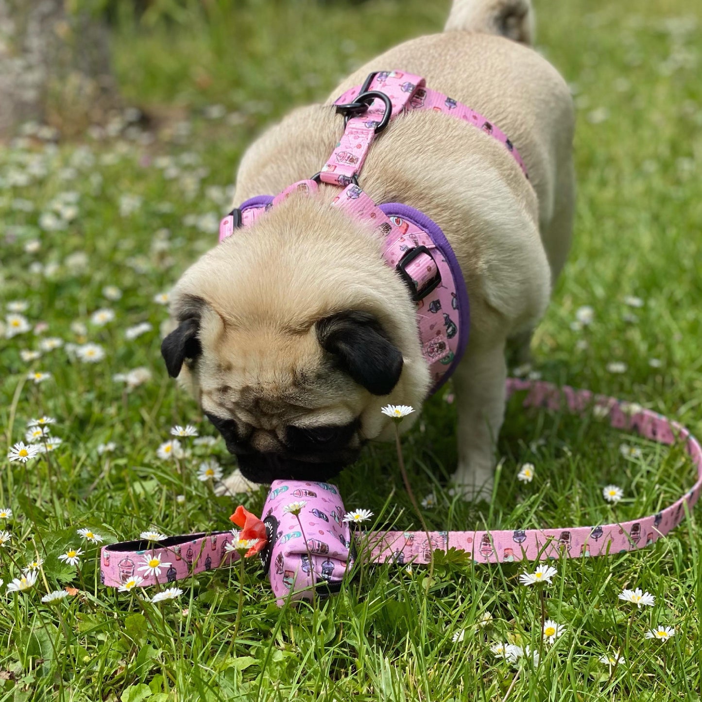 Love you a Latte Adjustable Harness