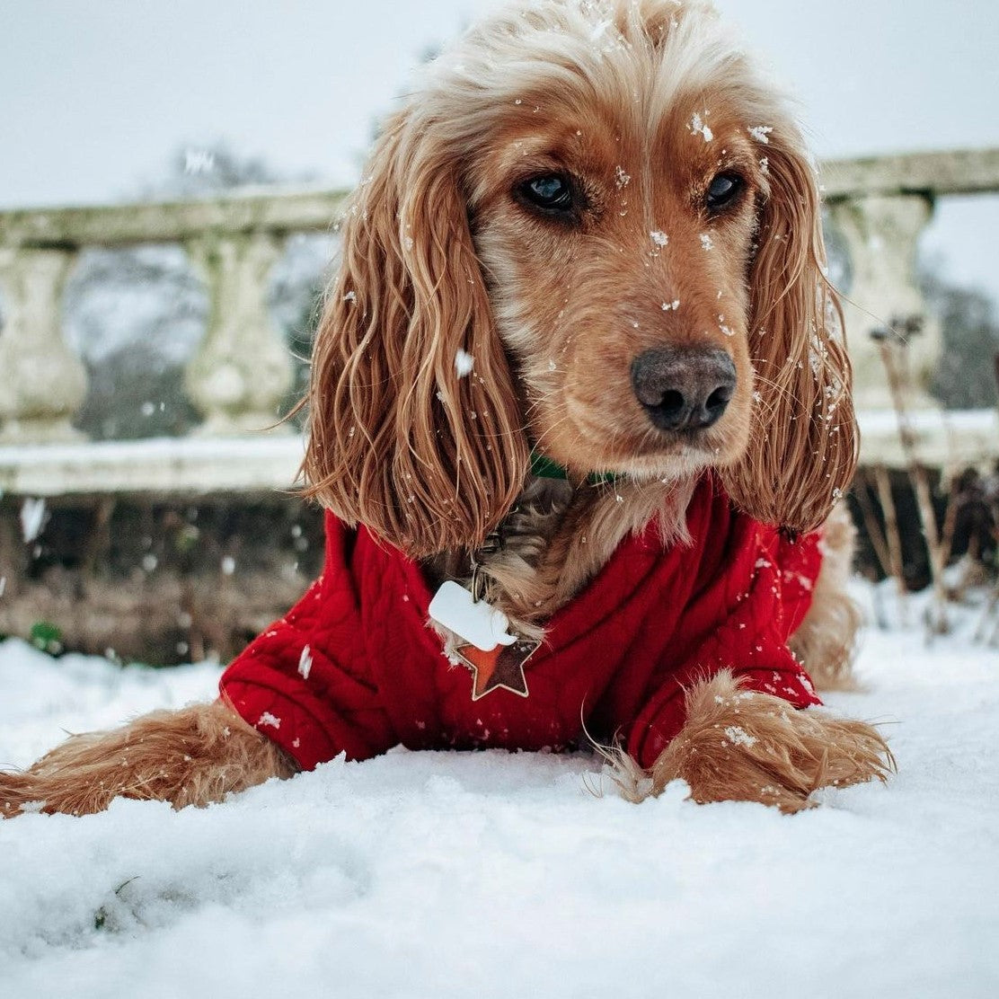 Christmas Dark Red Cable Knit Dog Jumper