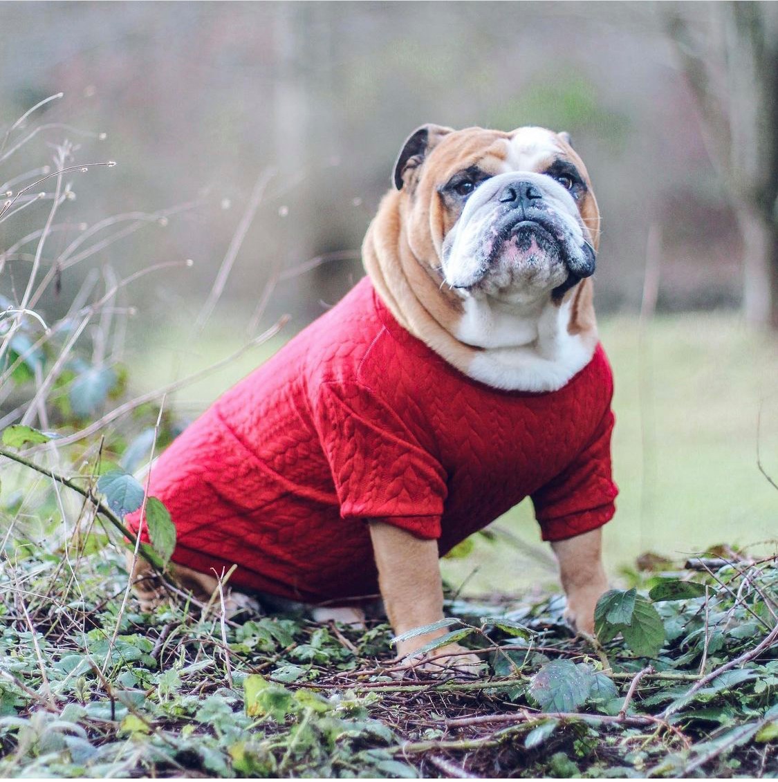 Christmas Dark Red Cable Knit Dog Jumper