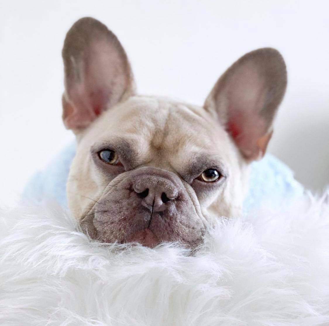 Baby blue teddy plush Dog Jumper