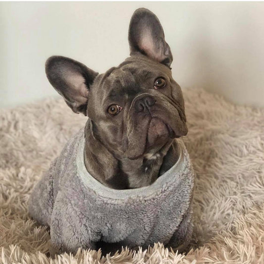Grey teddy plush Dog Jumper