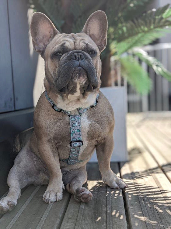 Green/Blue Tiny Dino's on Grey Fabric Strap Harness