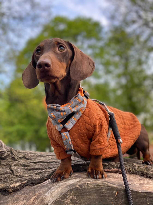 Dachshund size Autumn collection fabric strap harness