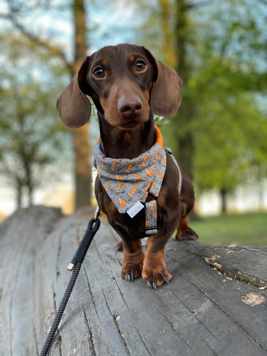 No Fox Given Bandana, Over the collar