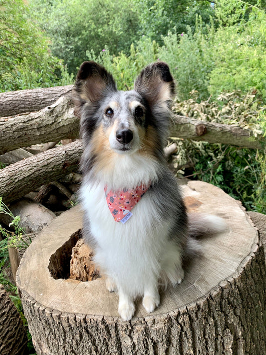 Dusty Pink Ditsy Floral Bandana, Over the collar