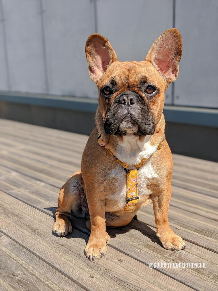 Mustard Ditsy Floral Fabric Strap Harness