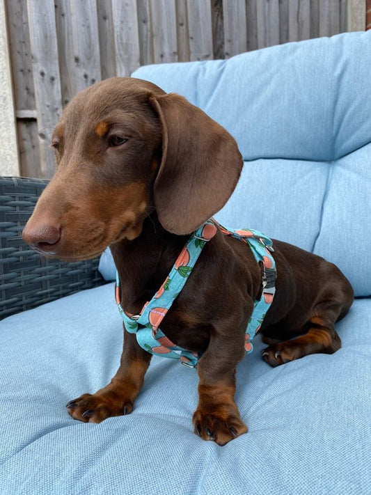 Dachshund size summer collection fabric strap harness