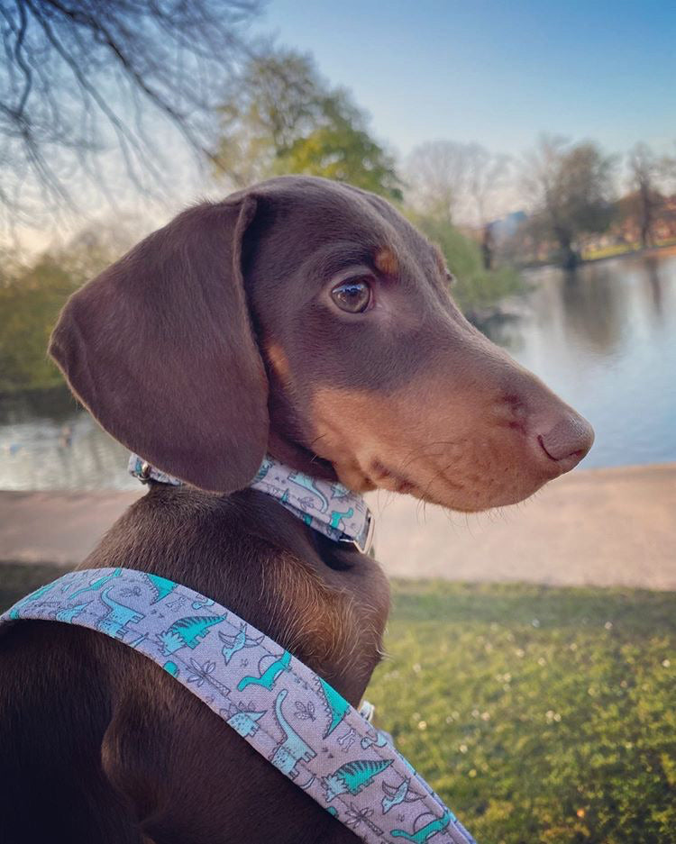 Green/Blue Tiny Dino’s on Grey Fabric Collar