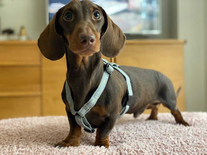 Dachshund size Autumn collection fabric strap harness
